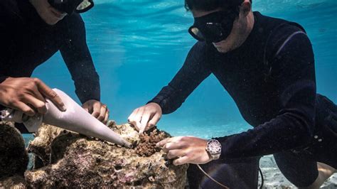 rolex coral gardeners|Coral Gardeners .